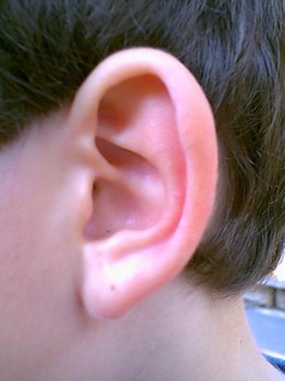 Oreille