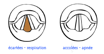 Respiration et apnée
